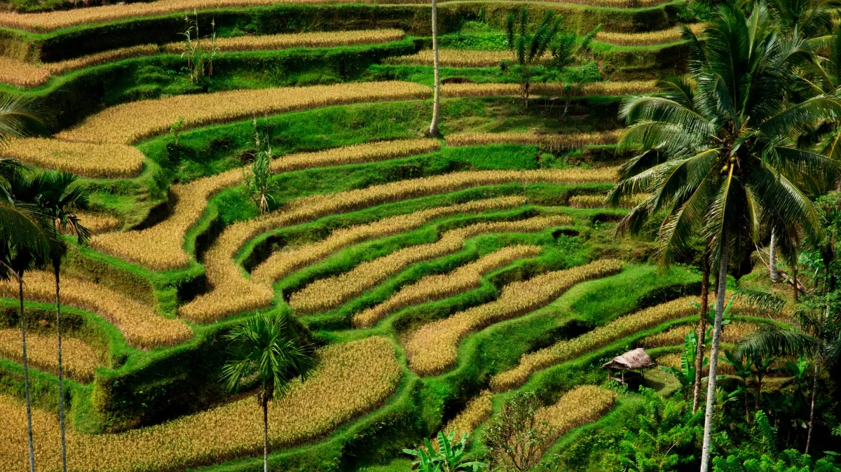 Ubud Rice Terrace