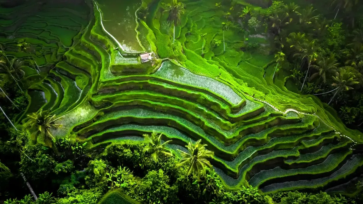 Jatiluwih Rice Field
