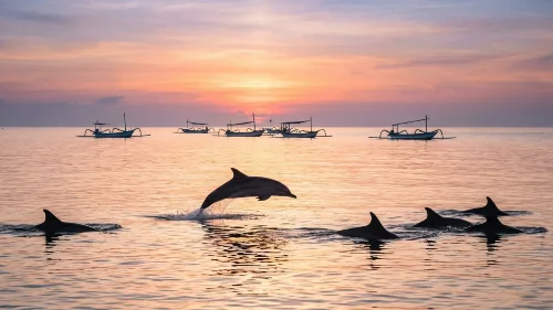 Lovina Dolphin Tickets