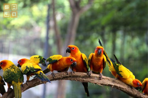 Bali Bird Park