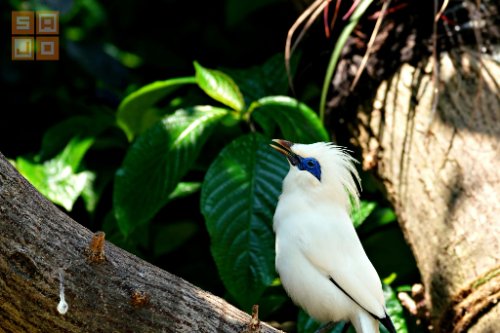 Bali Bird Park